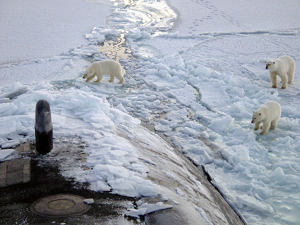 Polar Bears Meet the Submarine