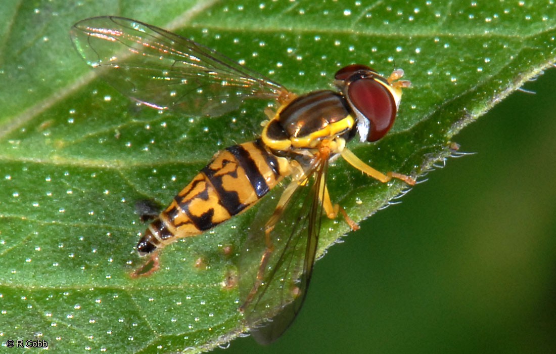 A garden micro visitor