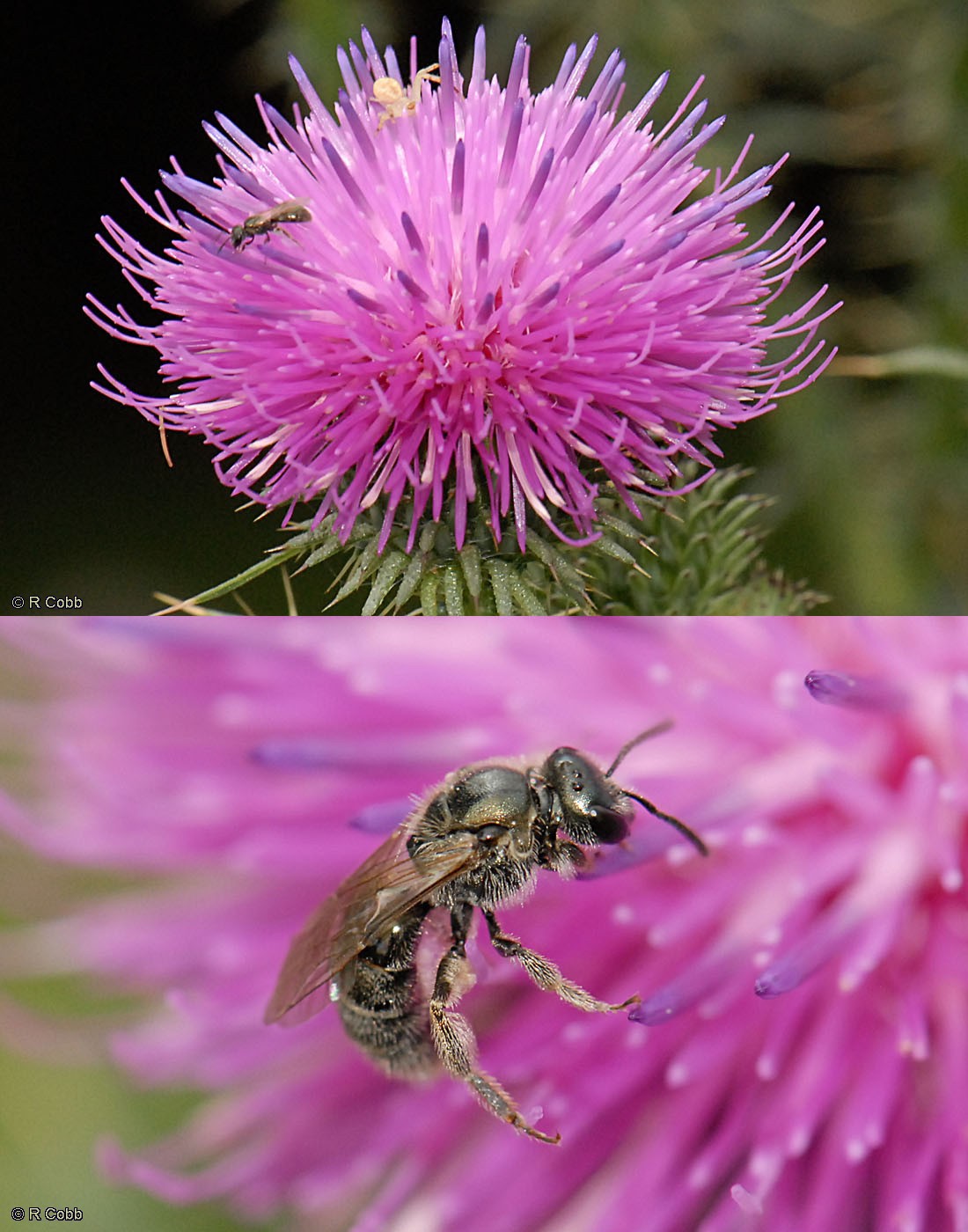 A garden micro visitor