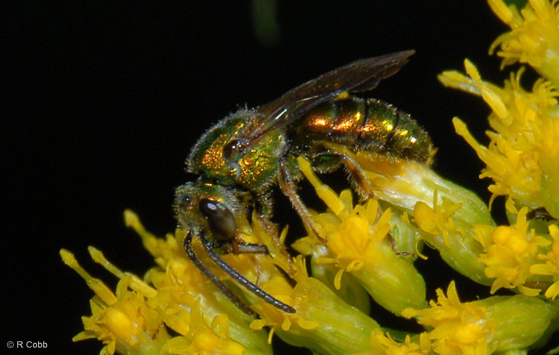 Tiny bee on a Goldenrod flower