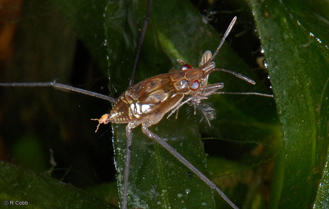 Hitchhiker on a baby water strider